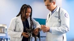 veterinarians examining small dog