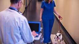 Bulldog being weighed on scale at vet office