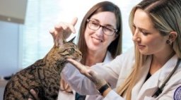 two vets examining a cat