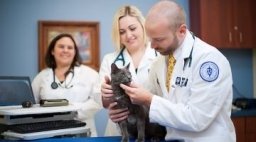 Veterinarians examine cat.