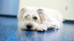 dog laying on floor