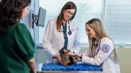 Young woman watches her cat being examined by veterinarians.