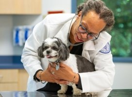 Dr. Patterson examining a dog