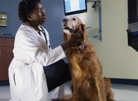 Vet examining large dog