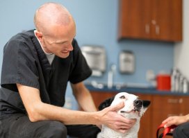 Vet examining a dog