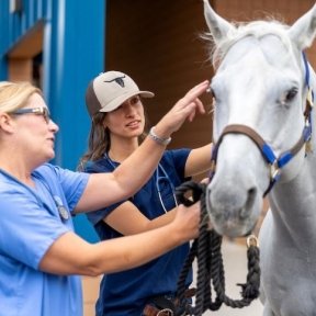 Veterinarians examine horse's coat.