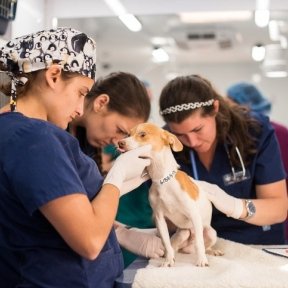 Three veterinarian students checking up on a dog in the mobile clinic.