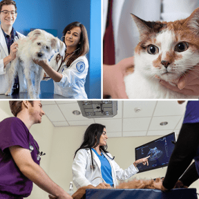 Collage of cat and dogs during vet exam at the Companion Animal Clinic.