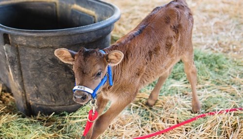 Calf at Large Animal Clinic