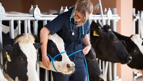 Student veterinarian works with a cow.