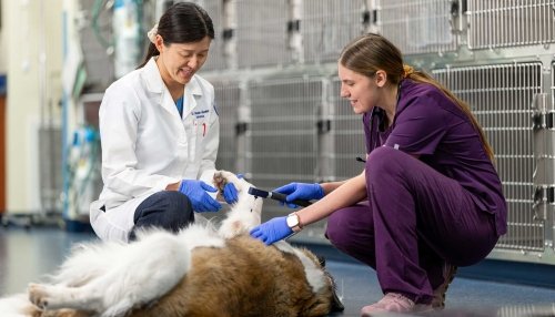 Members of CAC Research examining a dog that's laying down