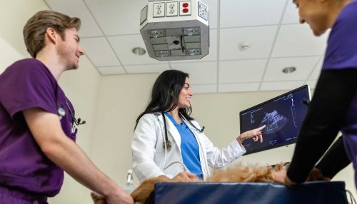 Students learning to use the CAC Ultrasound technology on a feline patient