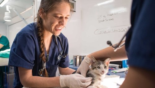 Students inspecting a cat at the Mobile Clinic.