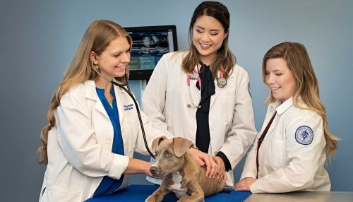 Doctor and students provide urgent care to a dog.