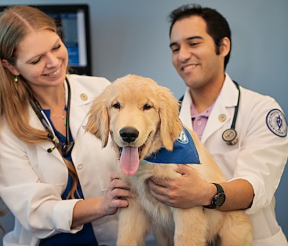 Two vets examining dog