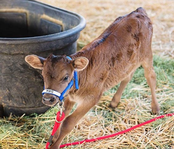 Midwestern University's Calf, Basil, standing up