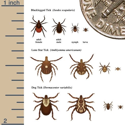 Blacklegged, Lone Star and Dog ticks are very small (about 0.06 inches) and can grow to 0.5 inches or more.
